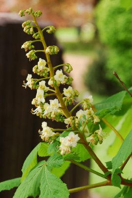 Aesculus hippocastanum - jírovec koňský (maďal) - květ